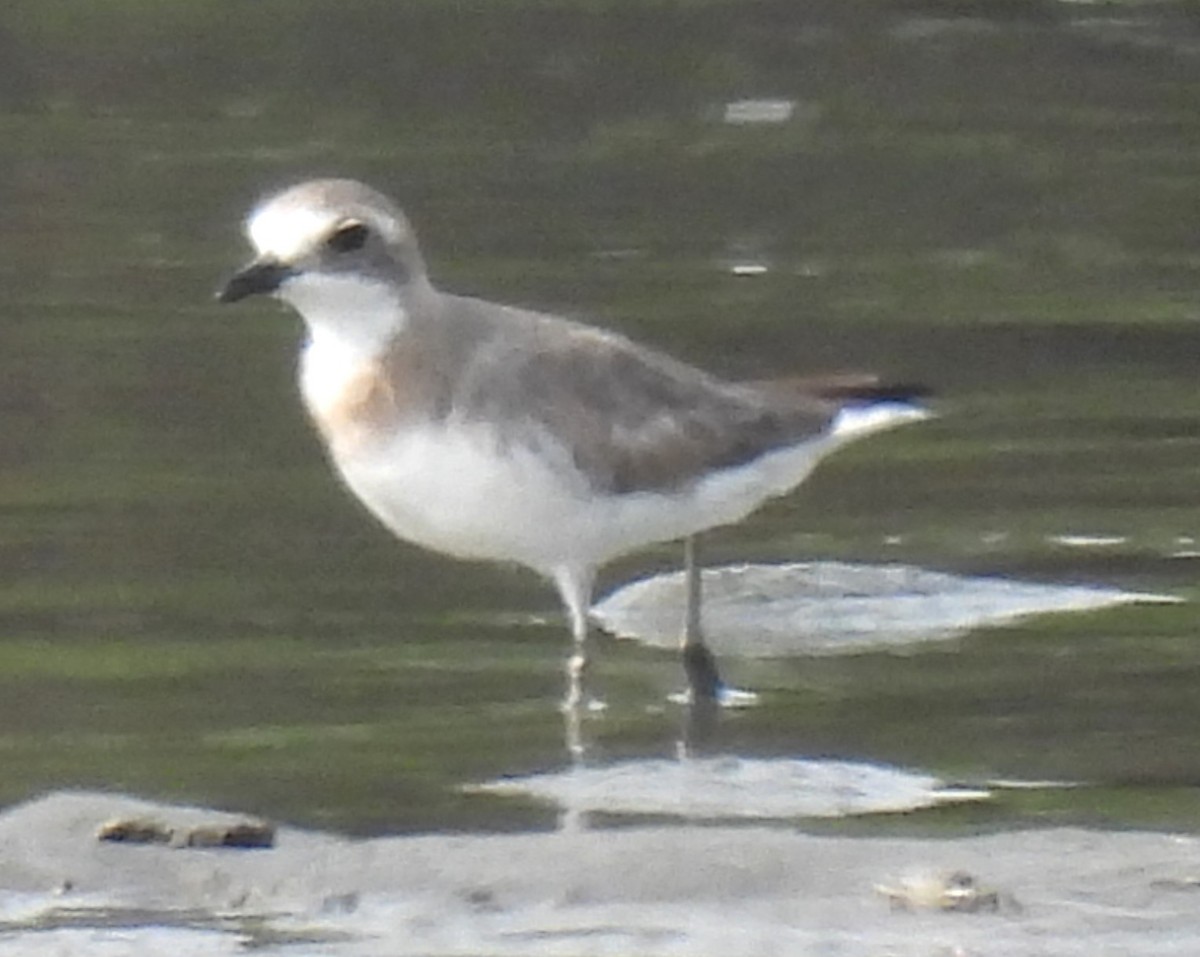 Siberian/Tibetan Sand-Plover - Scott Weaver