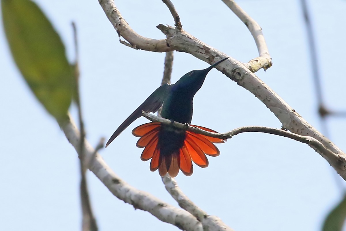 Black-throated Mango - ML545757051