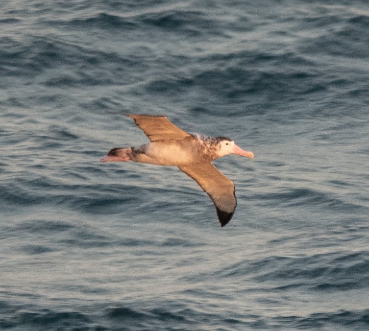 Snowy/Tristan/Antipodean Albatross - ML545757201