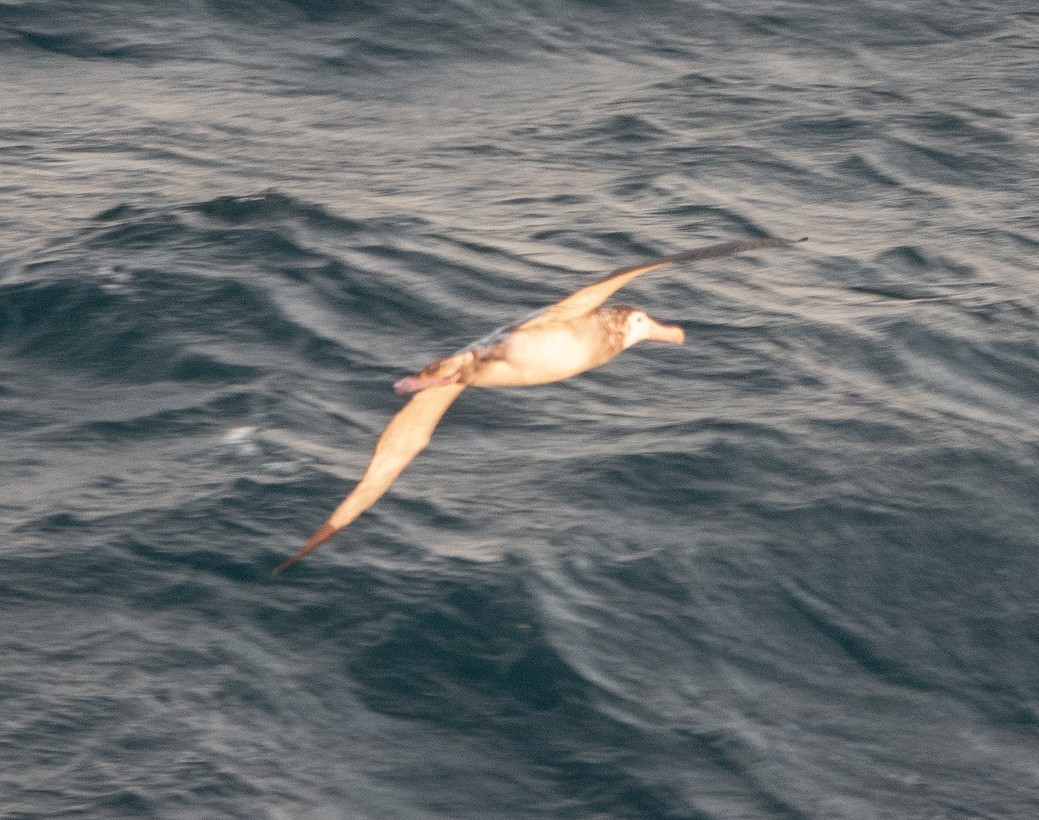 Snowy/Tristan/Antipodean Albatross - ML545757261