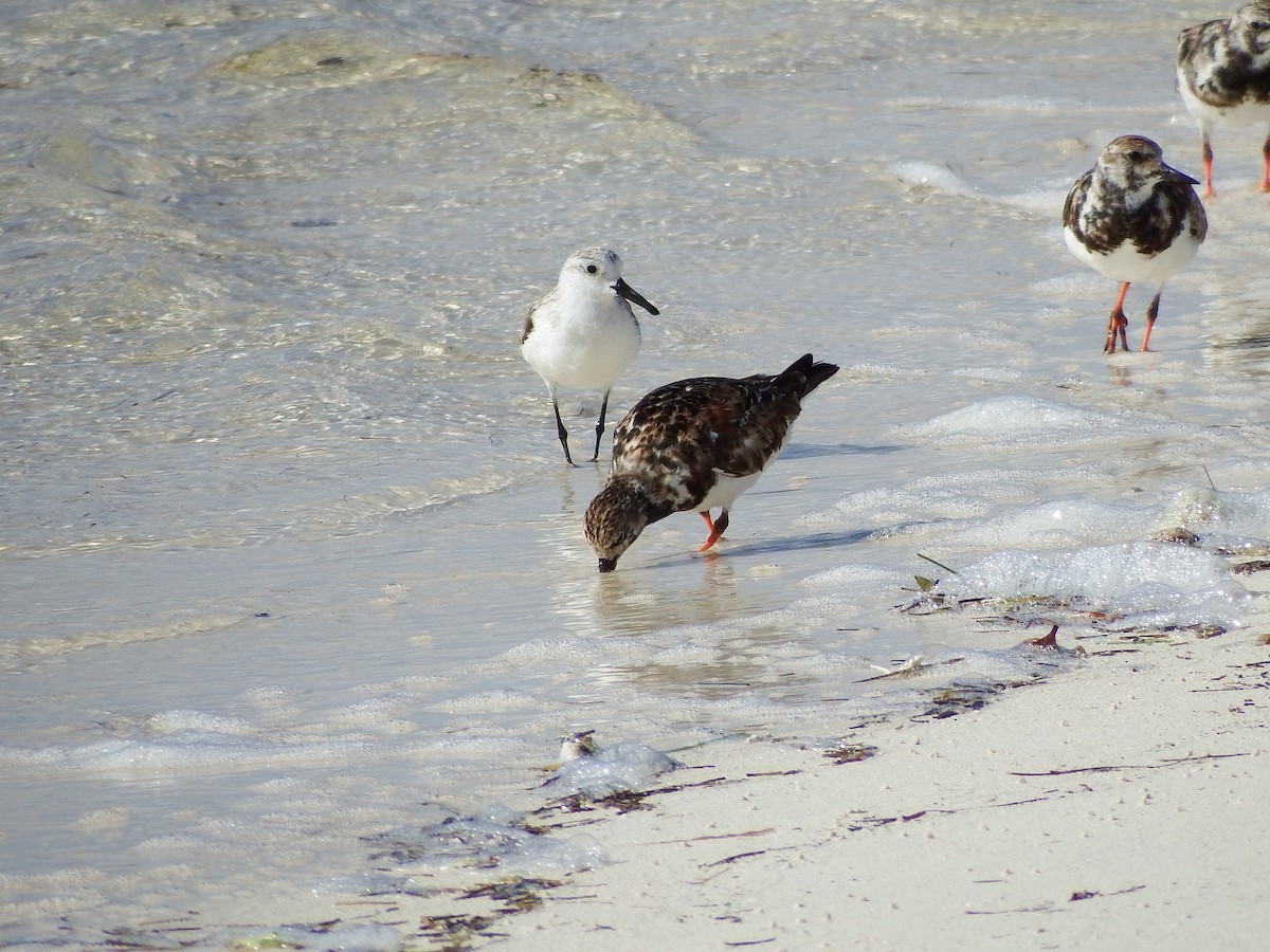 Bécasseau sanderling - ML54575731