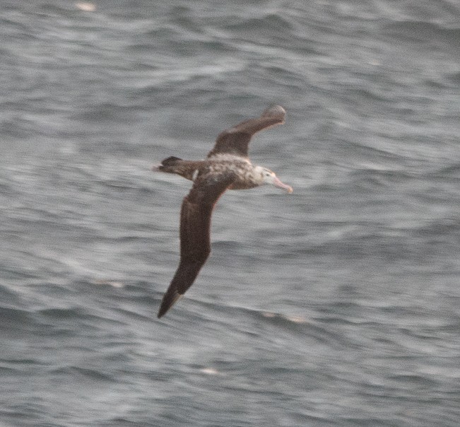 Snowy/Tristan/Antipodean Albatross - ML545757311