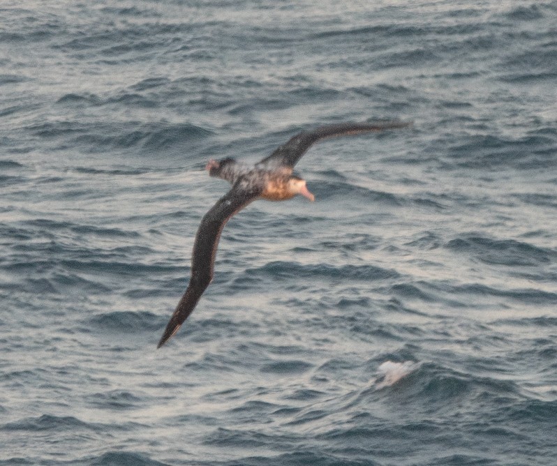 Snowy/Tristan/Antipodean Albatross - ML545757321
