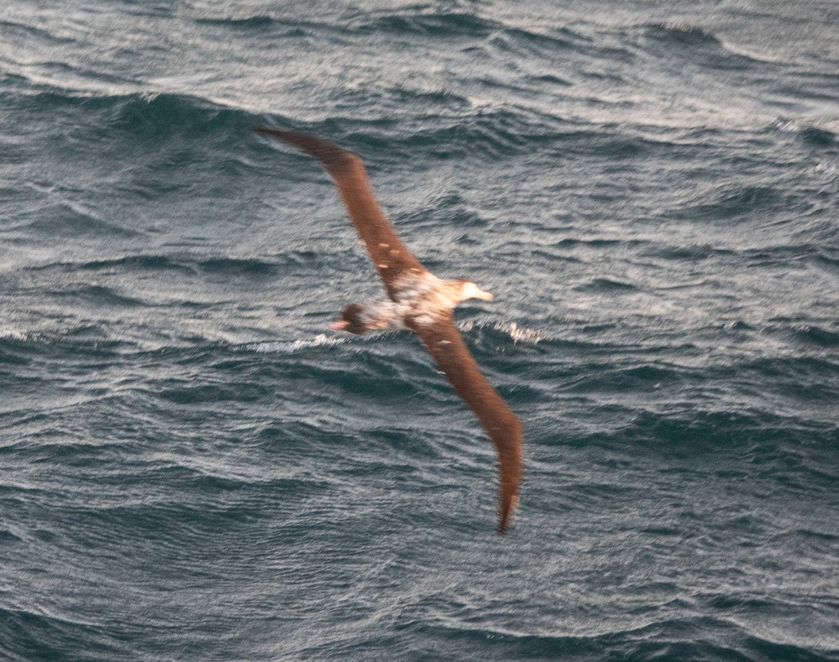 Snowy/Tristan/Antipodean Albatross - ML545757331