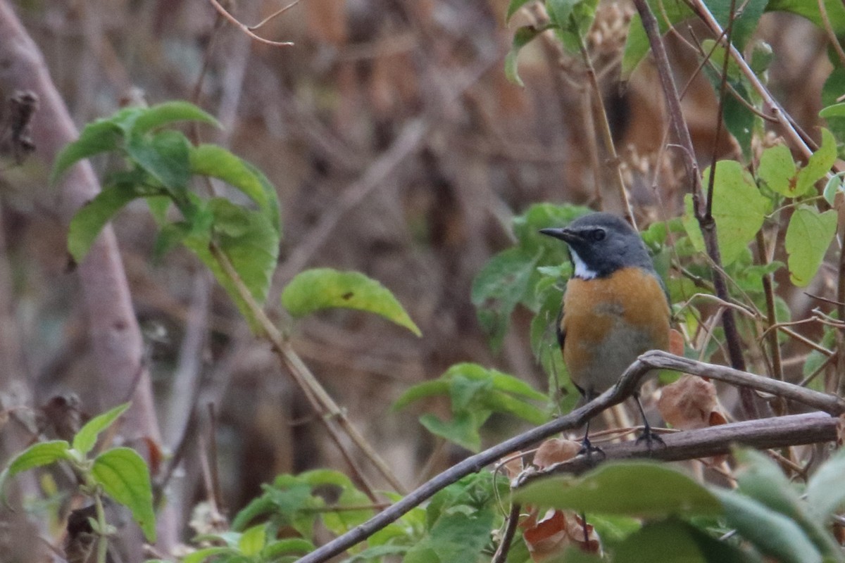 White-throated Robin - ML545758841