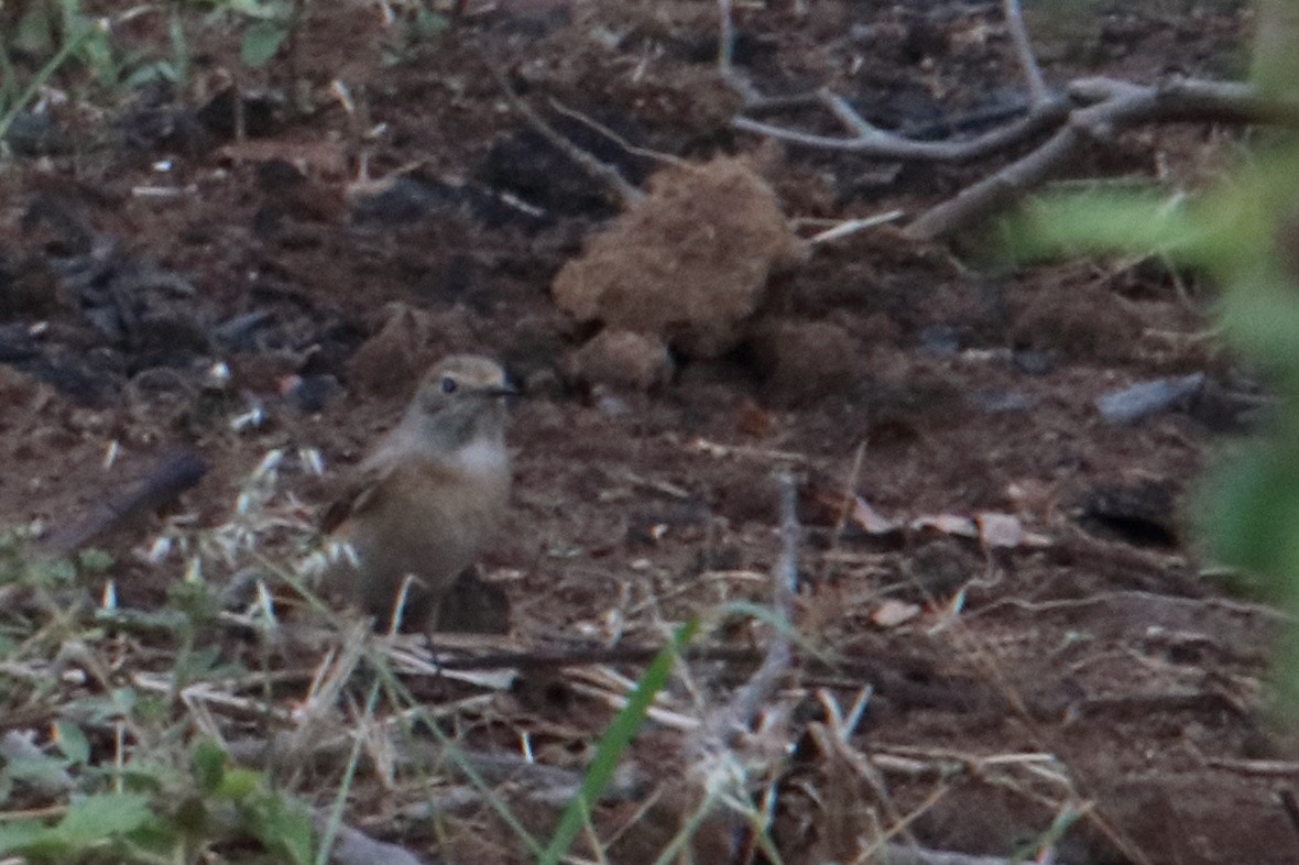 Common Redstart - ML545759081