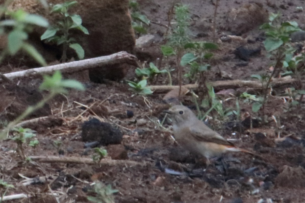 Common Redstart - ML545759091