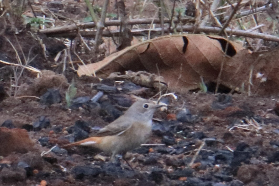 Common Redstart - ML545759101