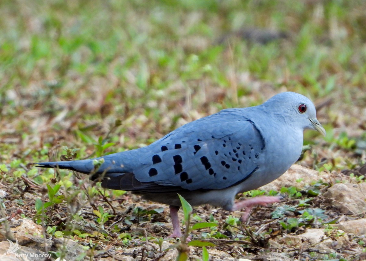 Blue Ground Dove - ML545759201