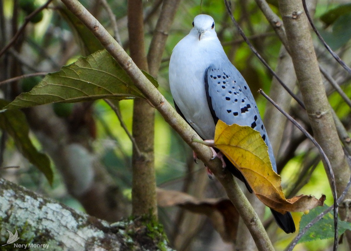 Blue Ground Dove - ML545759211