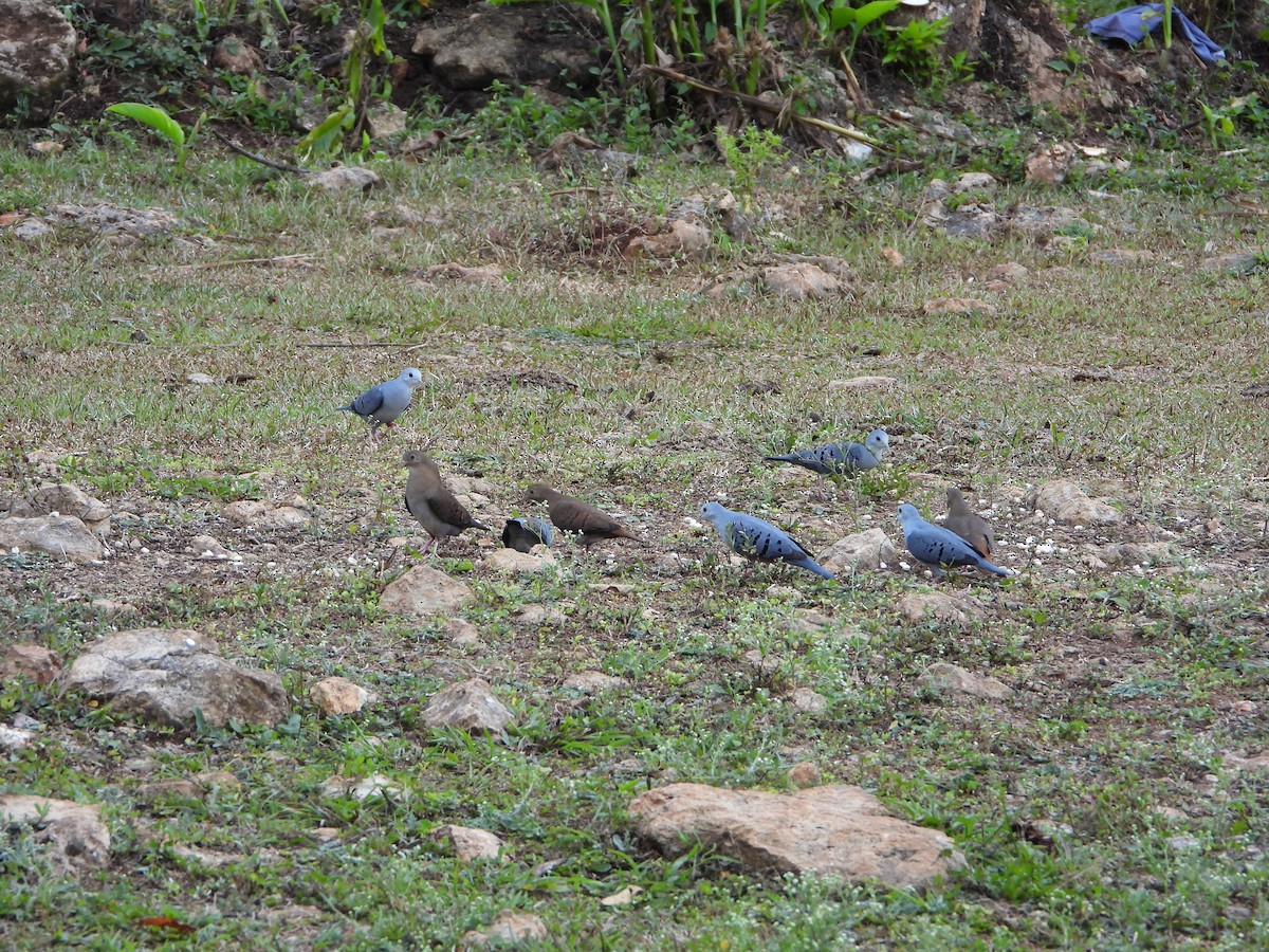 Blue Ground Dove - ML545759281