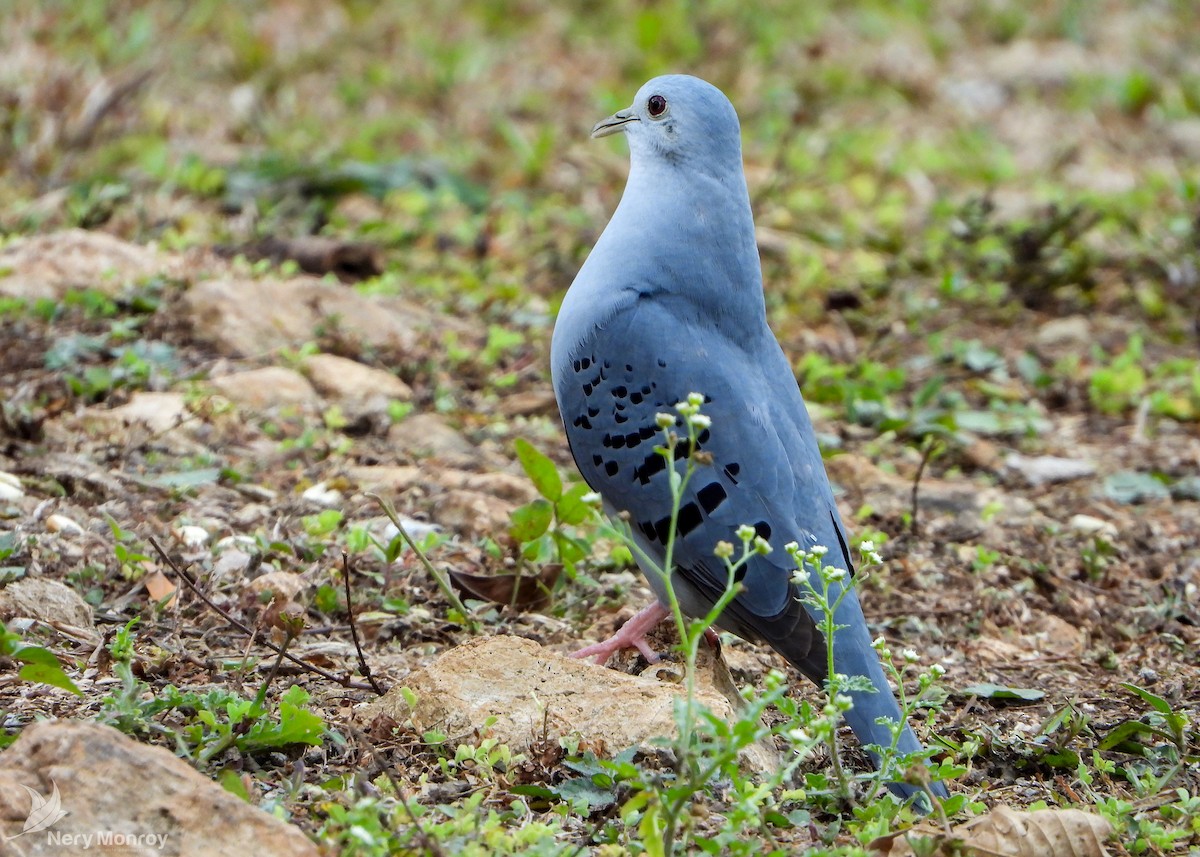 Blue Ground Dove - Nery Monroy