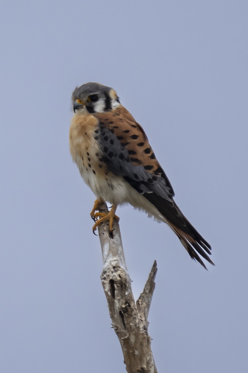 American Kestrel - ML545759431