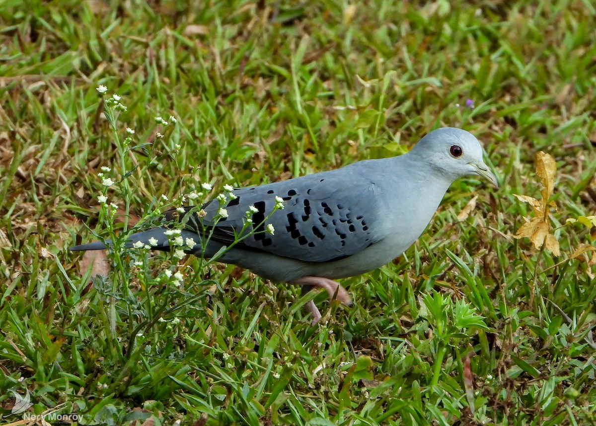 Blue Ground Dove - ML545760841