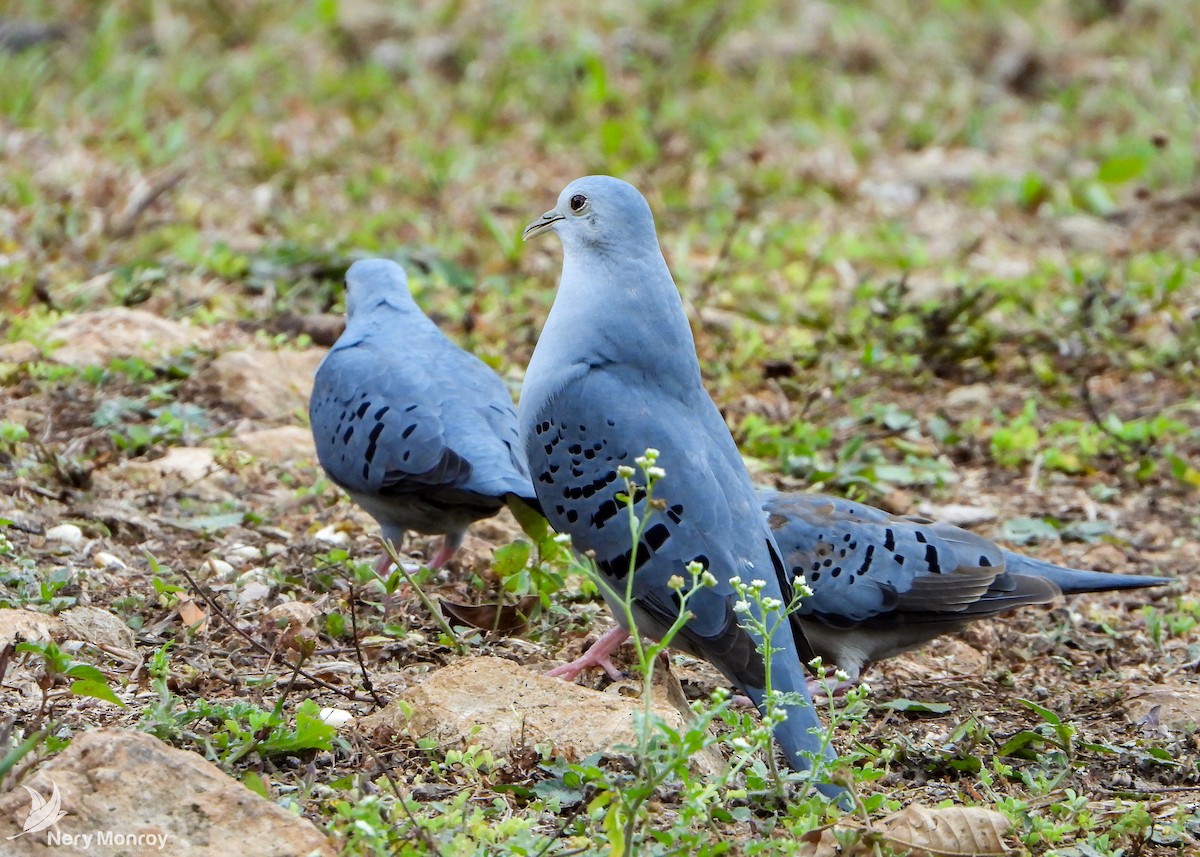 Blue Ground Dove - ML545760851