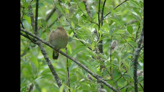 River Warbler - ML545760871