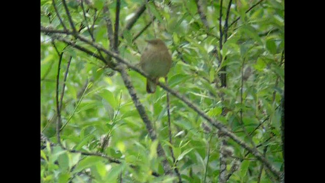 River Warbler - ML545760881