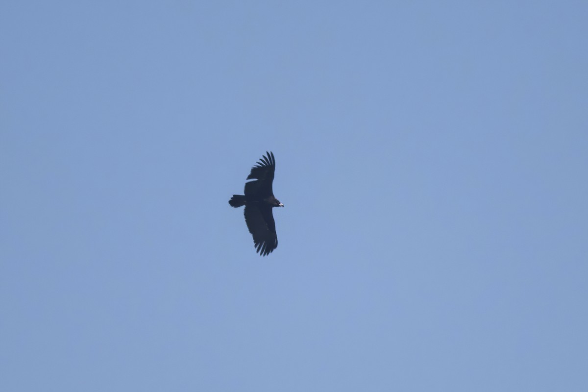 Cinereous Vulture - ML545761291