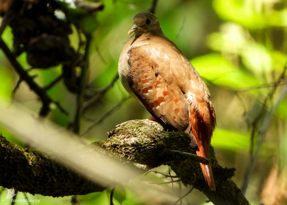 Blue Ground Dove - ML545762101