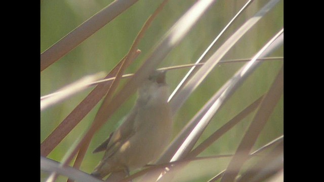 Savi's Warbler - ML545762161