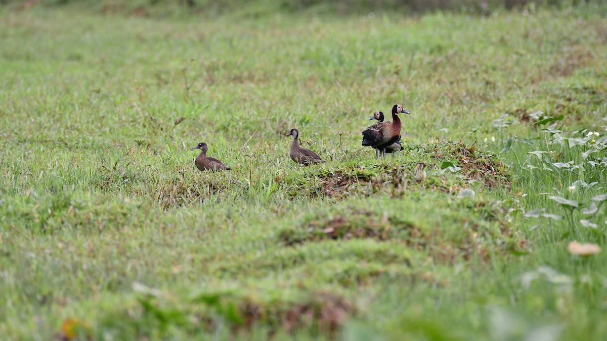 White-faced Whistling-Duck - ML545762941