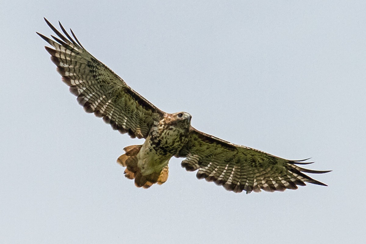 Red-tailed Hawk (abieticola) - ML545763071