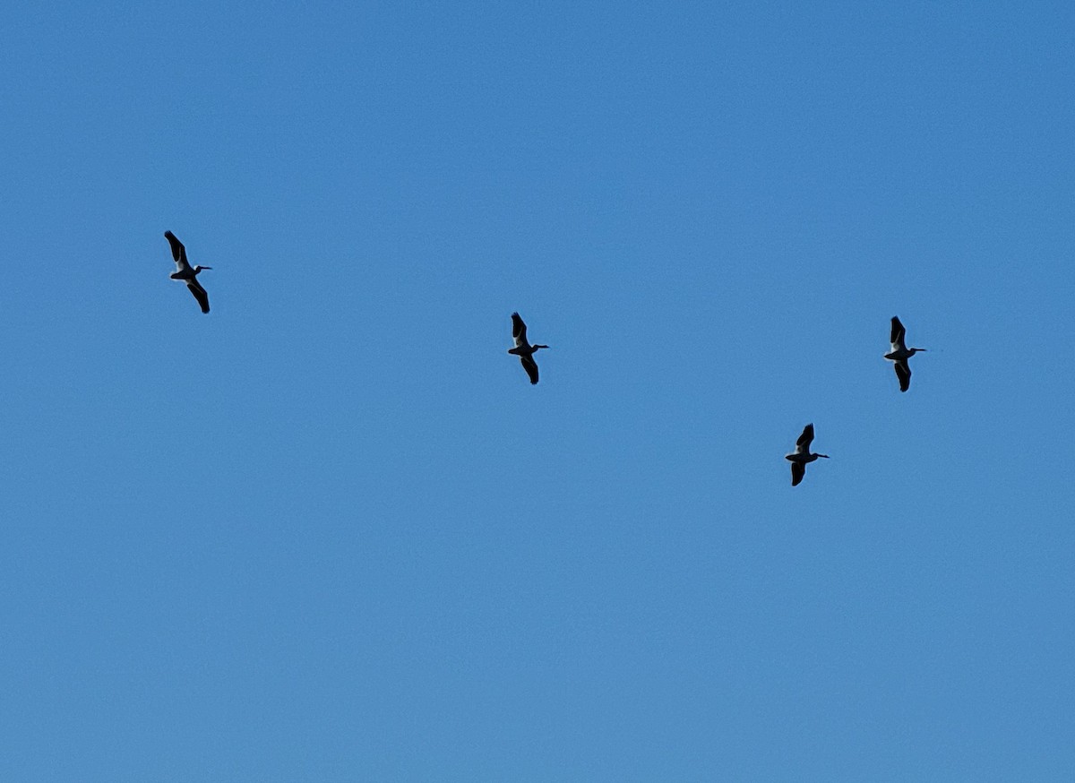American White Pelican - ML545763641