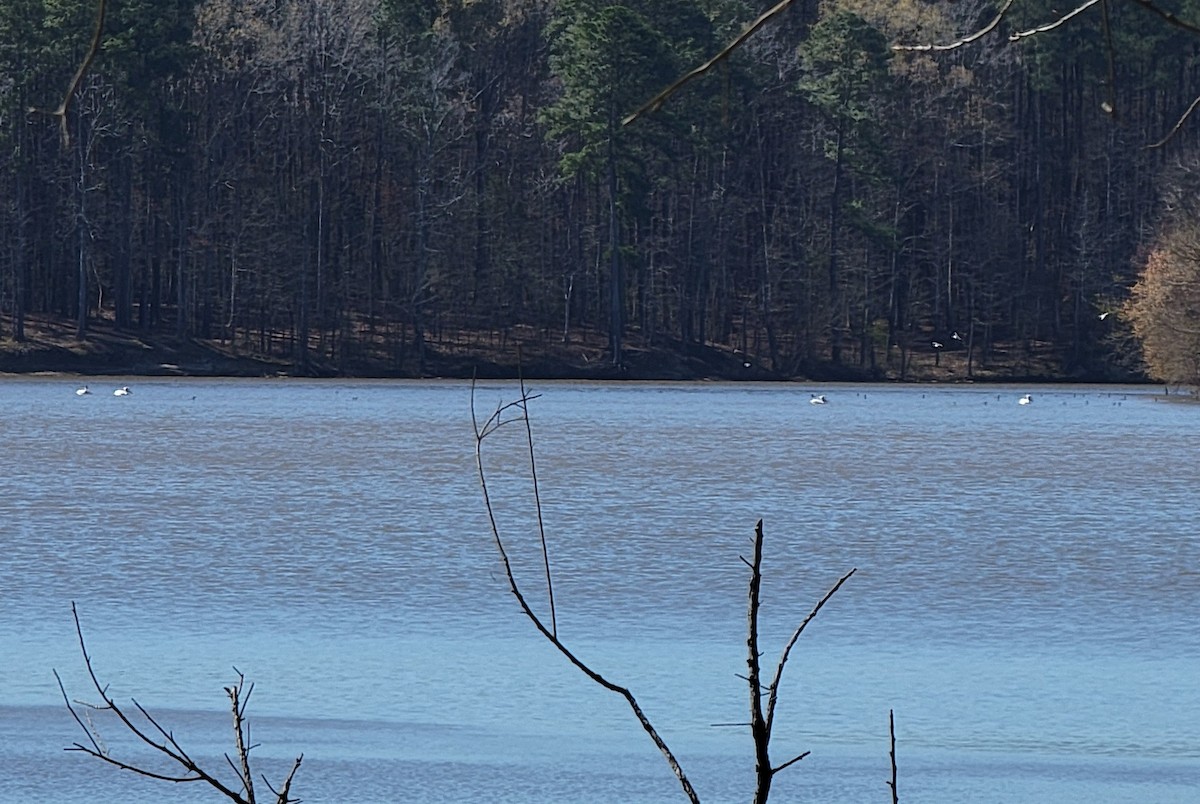American White Pelican - ML545763701