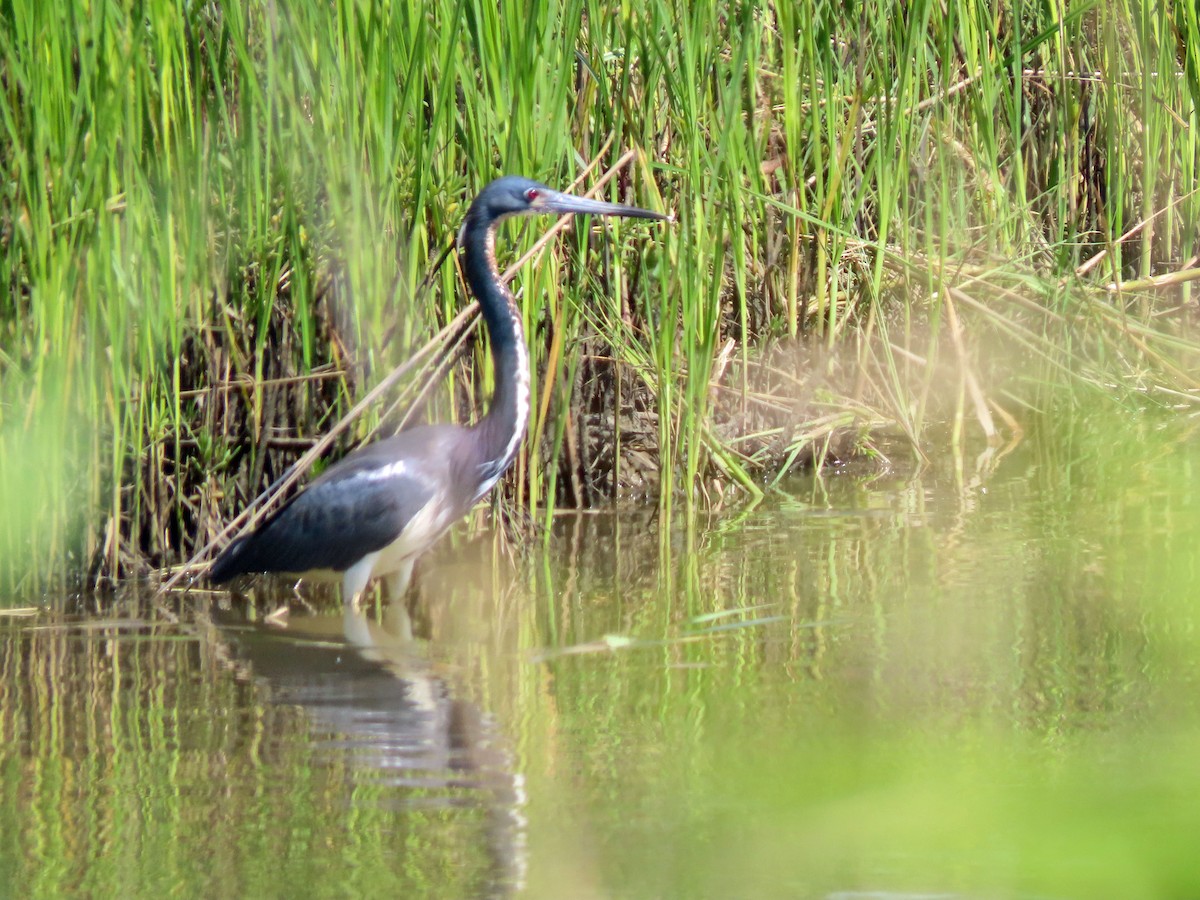 Tricolored Heron - ML545764161