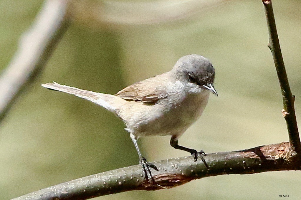 Lesser Whitethroat - ML545764321