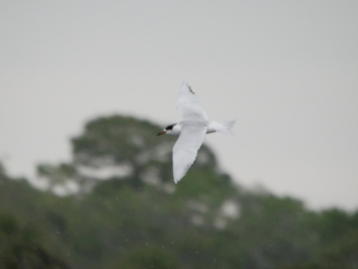 Forster's Tern - ML545765141