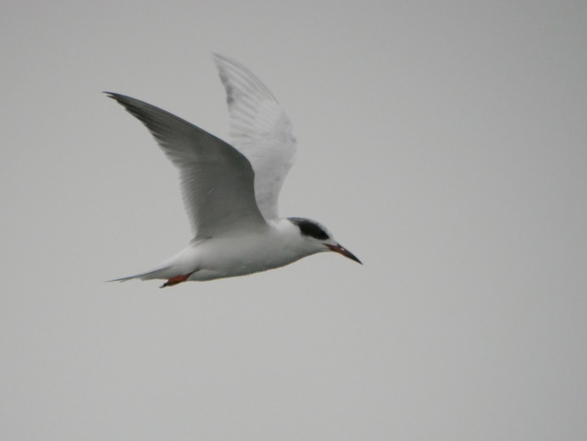 Forster's Tern - ML545765151