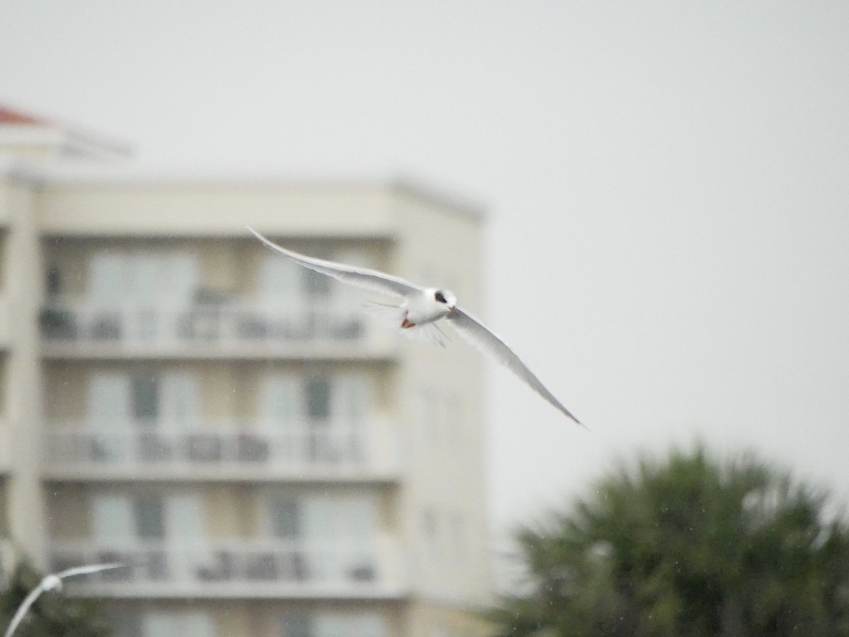 Forster's Tern - ML545765161