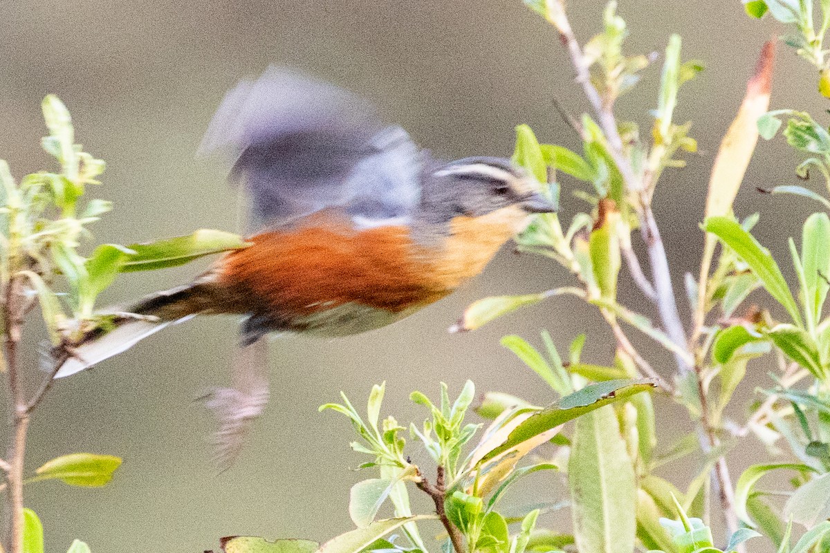 Buff-throated Warbling Finch - ML545765301