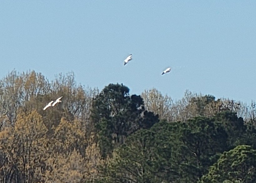 American White Pelican - ML545765401