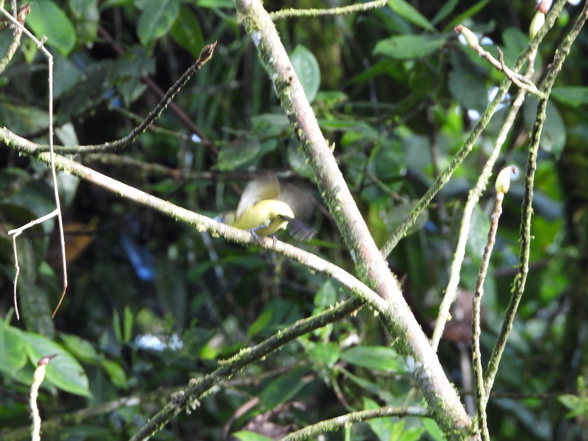 Golden-rumped Euphonia - Howard Friedman