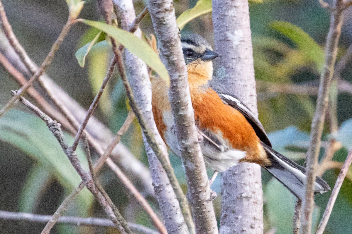 Buff-throated Warbling Finch - Sue Wright