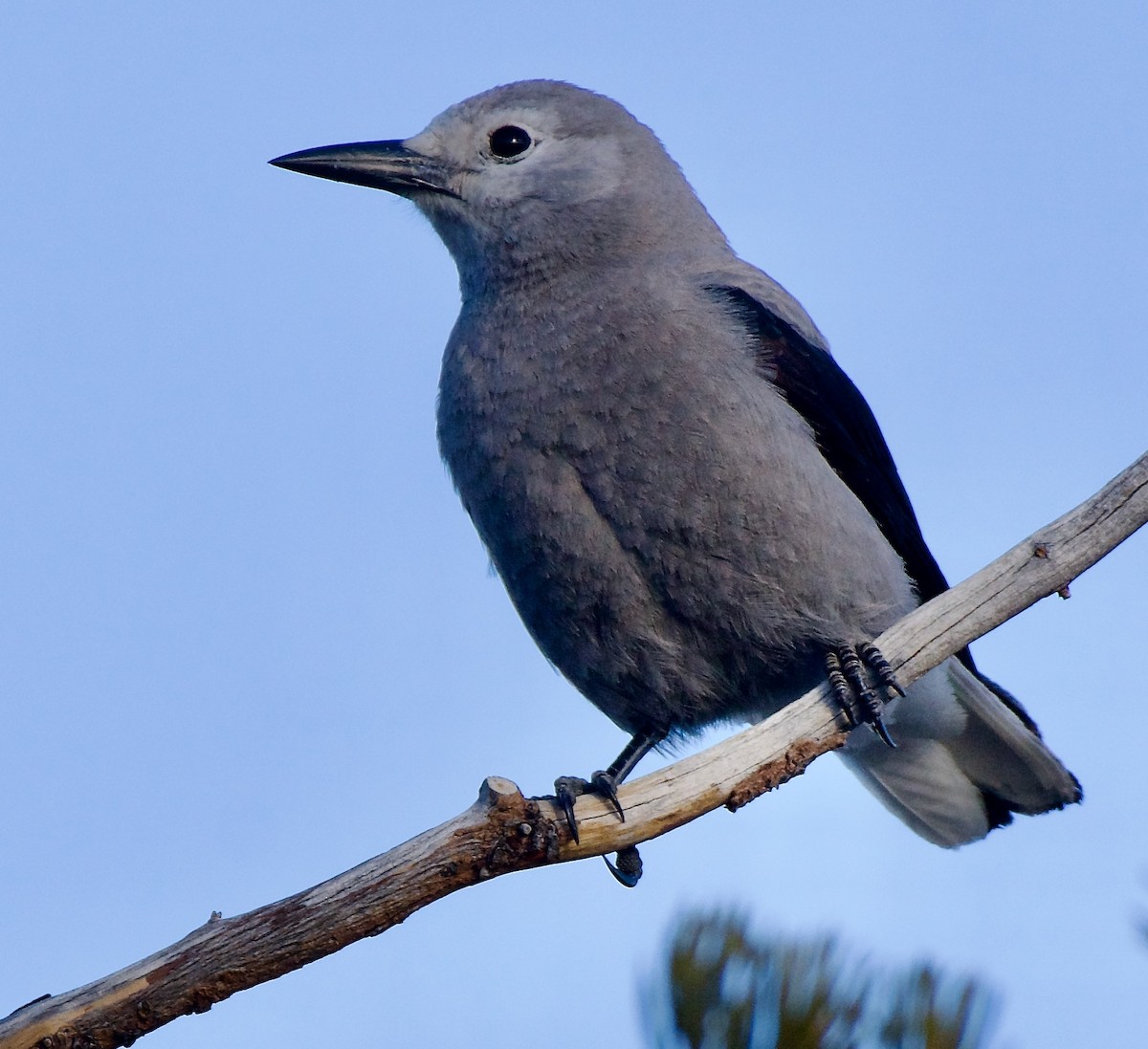 Clark's Nutcracker - ML545766011