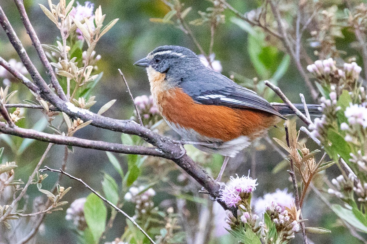 Buff-throated Warbling Finch - ML545766781