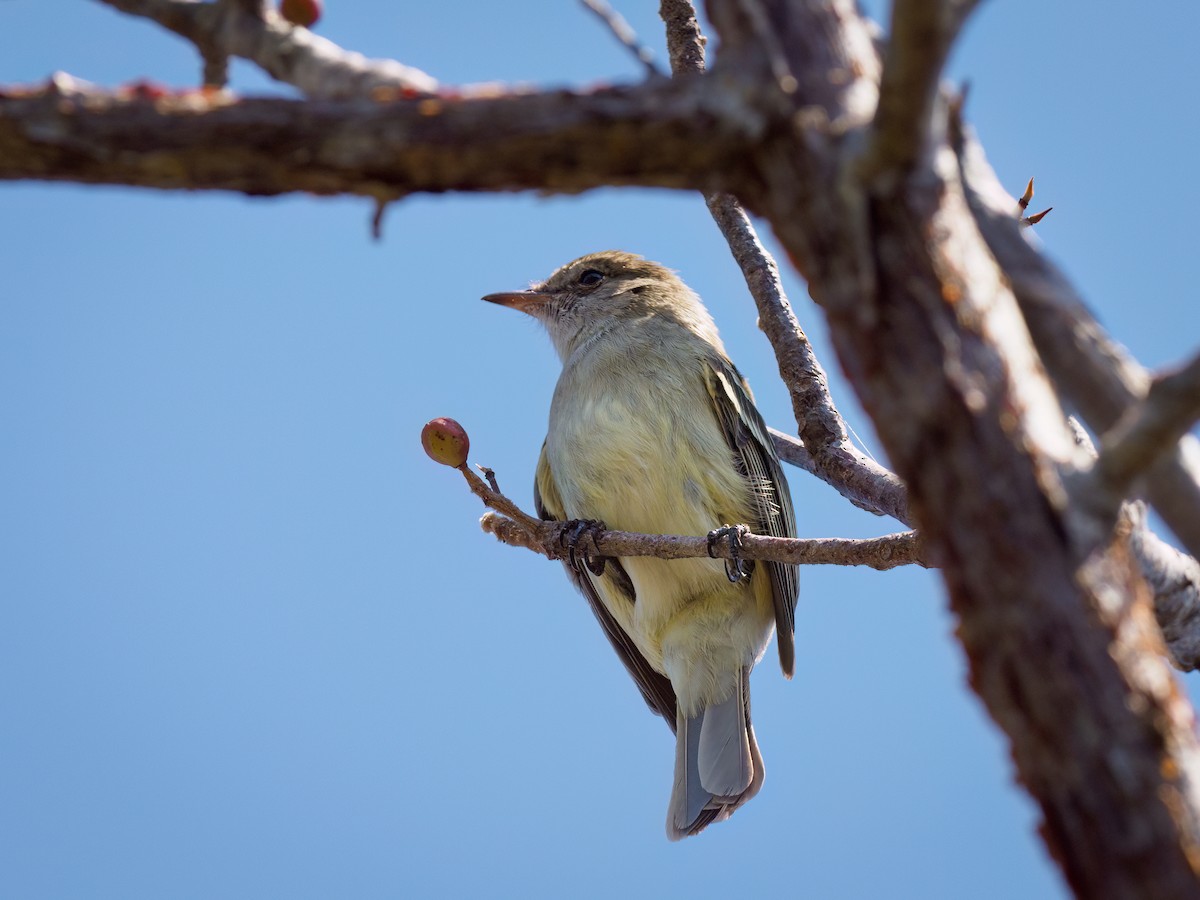 Caribbean Elaenia - Michele Kelly