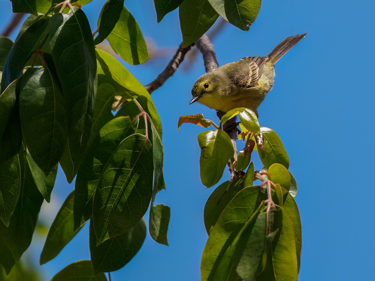 Vitelline Warbler - ML545767461