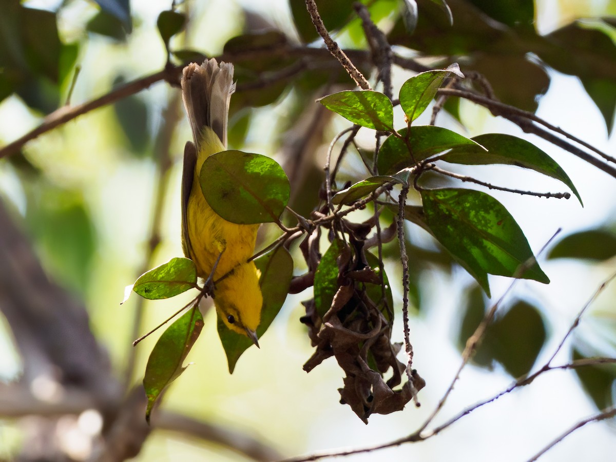 Vitelline Warbler - ML545767491