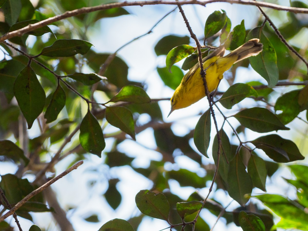 Vitelline Warbler - ML545767501