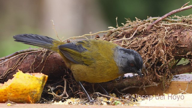 Large-footed Finch - ML545767751