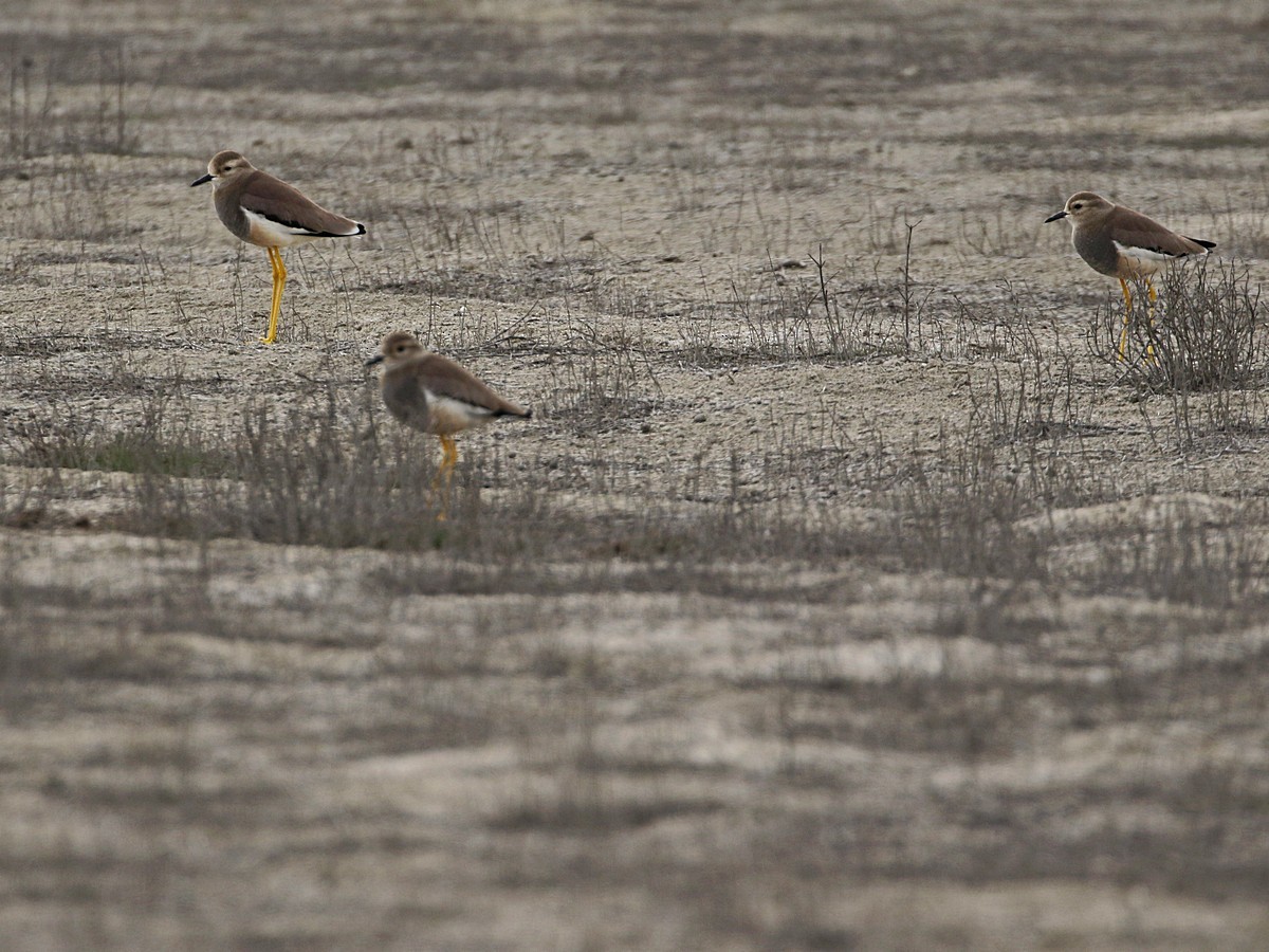 White-tailed Lapwing - ML545769631