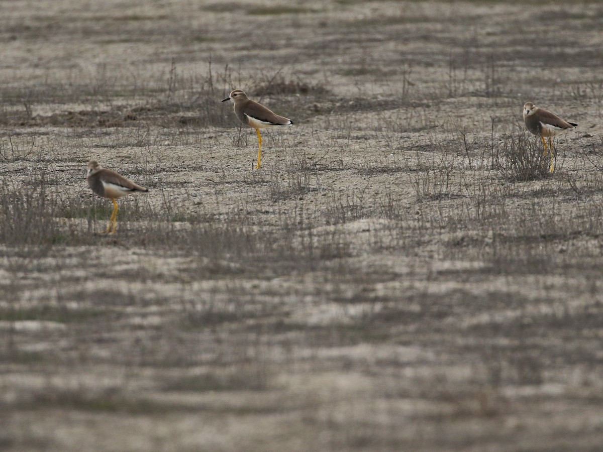 White-tailed Lapwing - ML545769641
