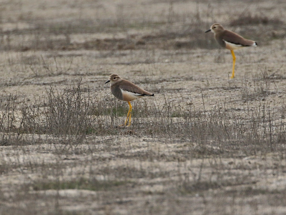 White-tailed Lapwing - ML545769651