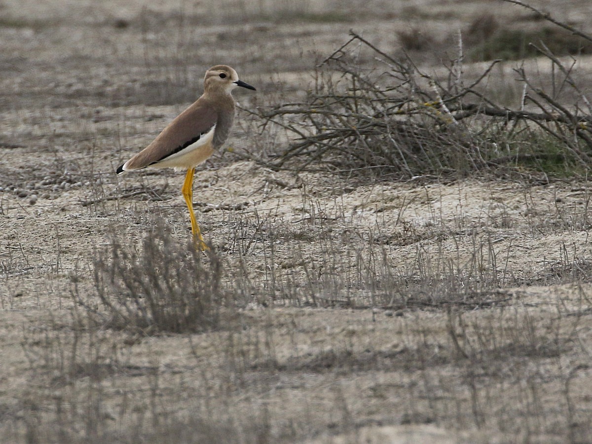 White-tailed Lapwing - ML545769661