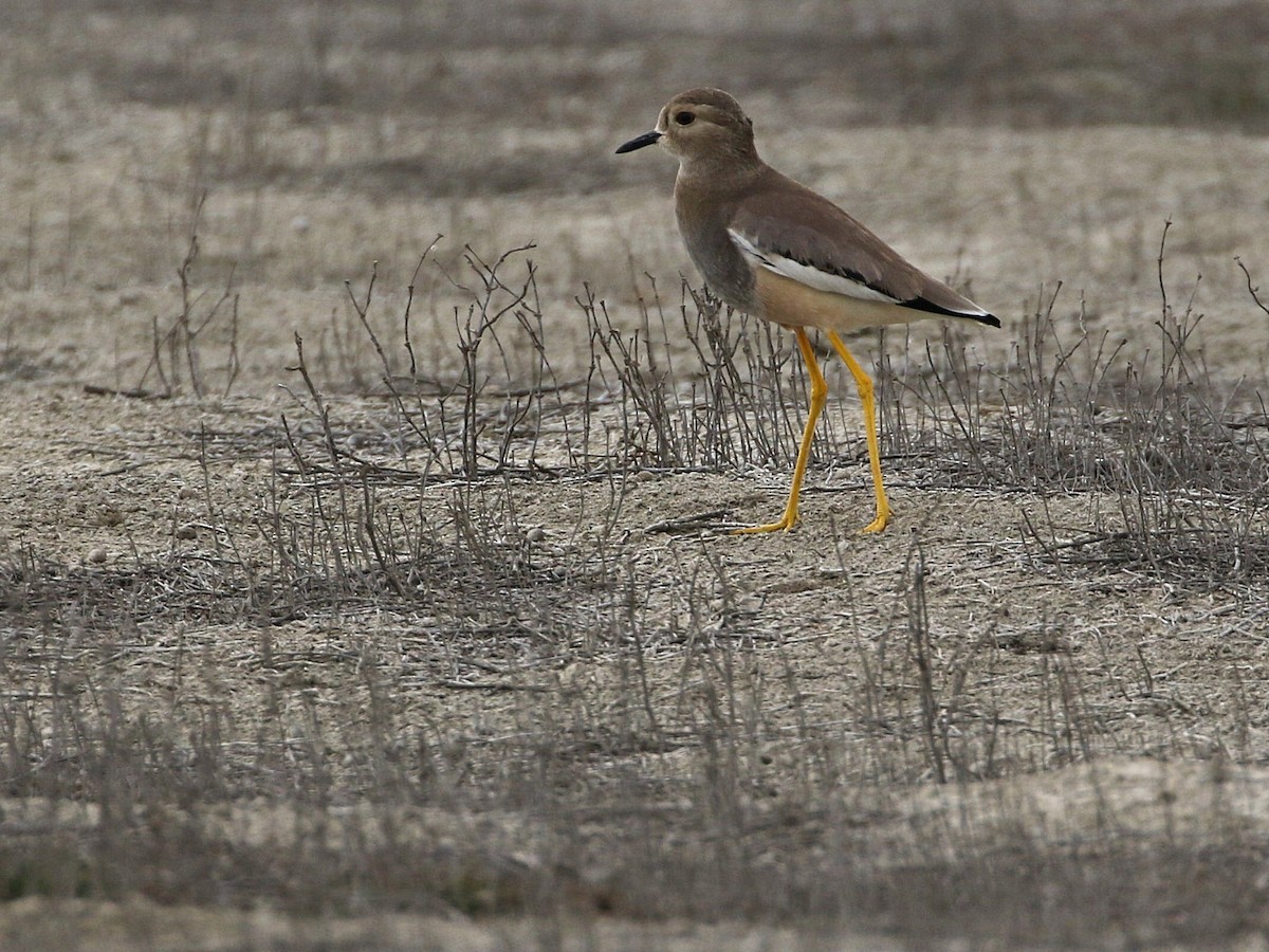 White-tailed Lapwing - ML545769671