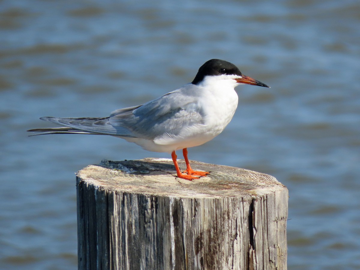 Forster's Tern - ML545772711